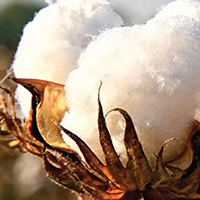 cotton harvest identification